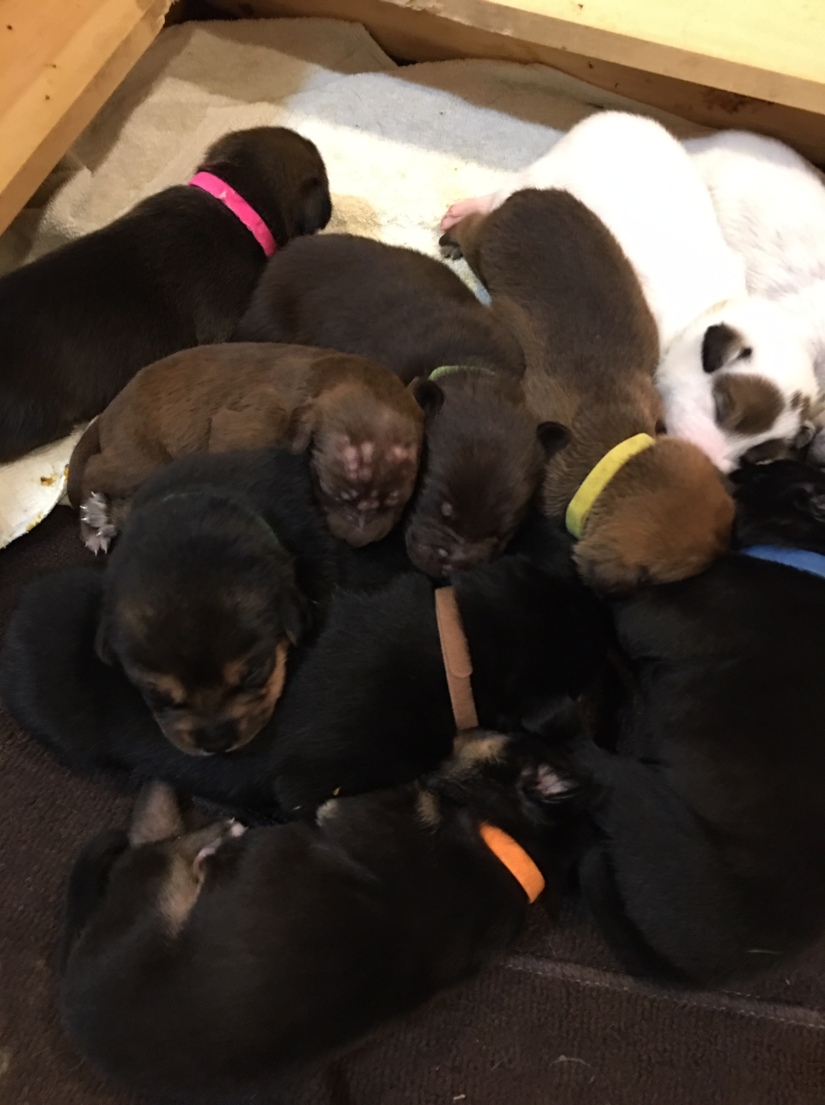 11-4 puppy pile