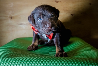 chocolate lab rescue puppy