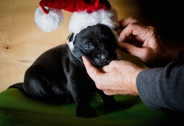 rescue foster puppy for Christmas