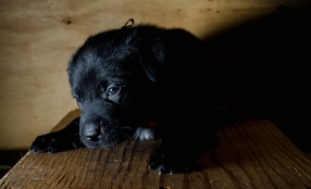 shelter black lab puppy