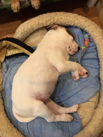puppy napping