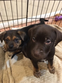 two rescue puppies